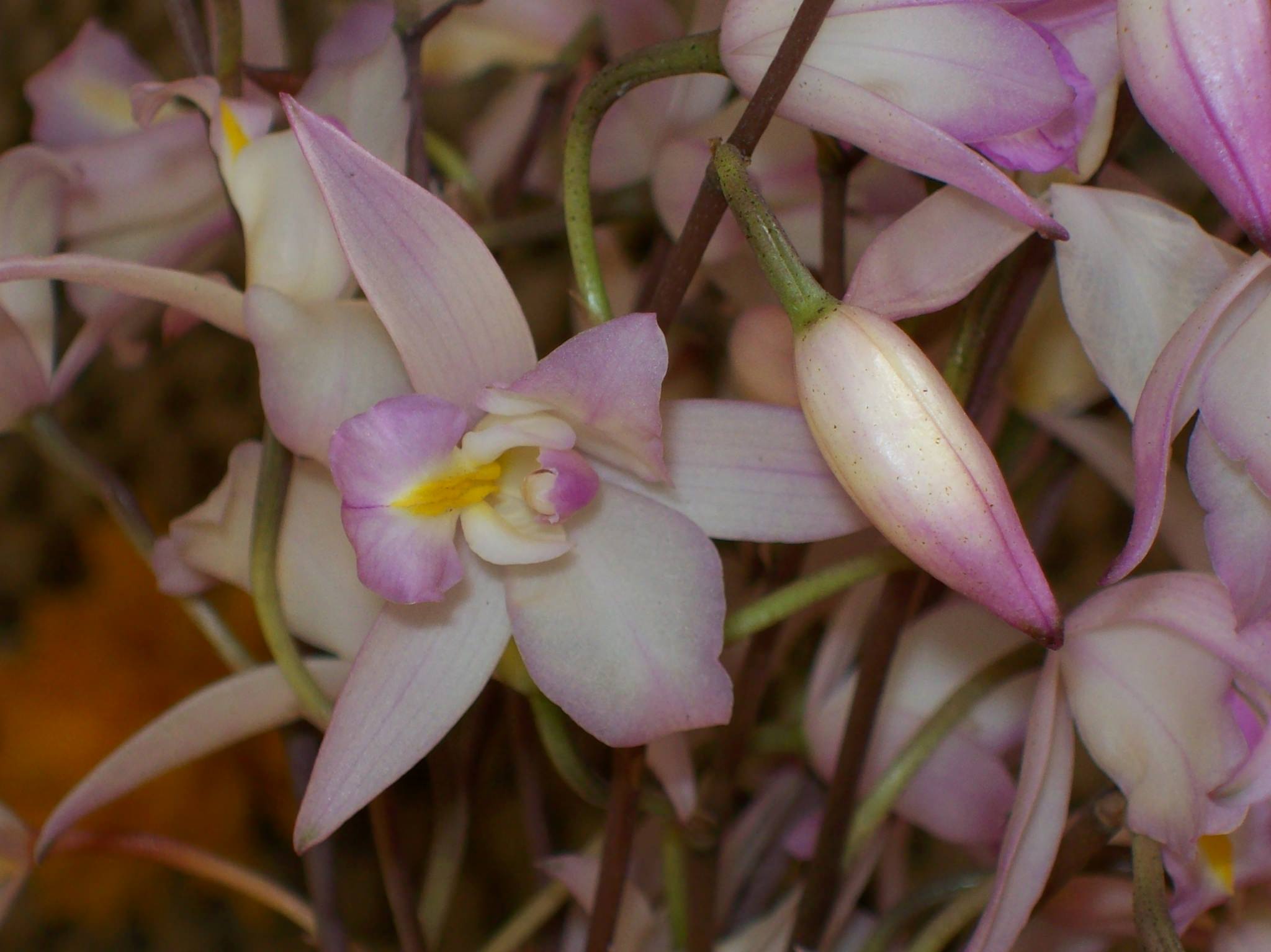 Laelia albida